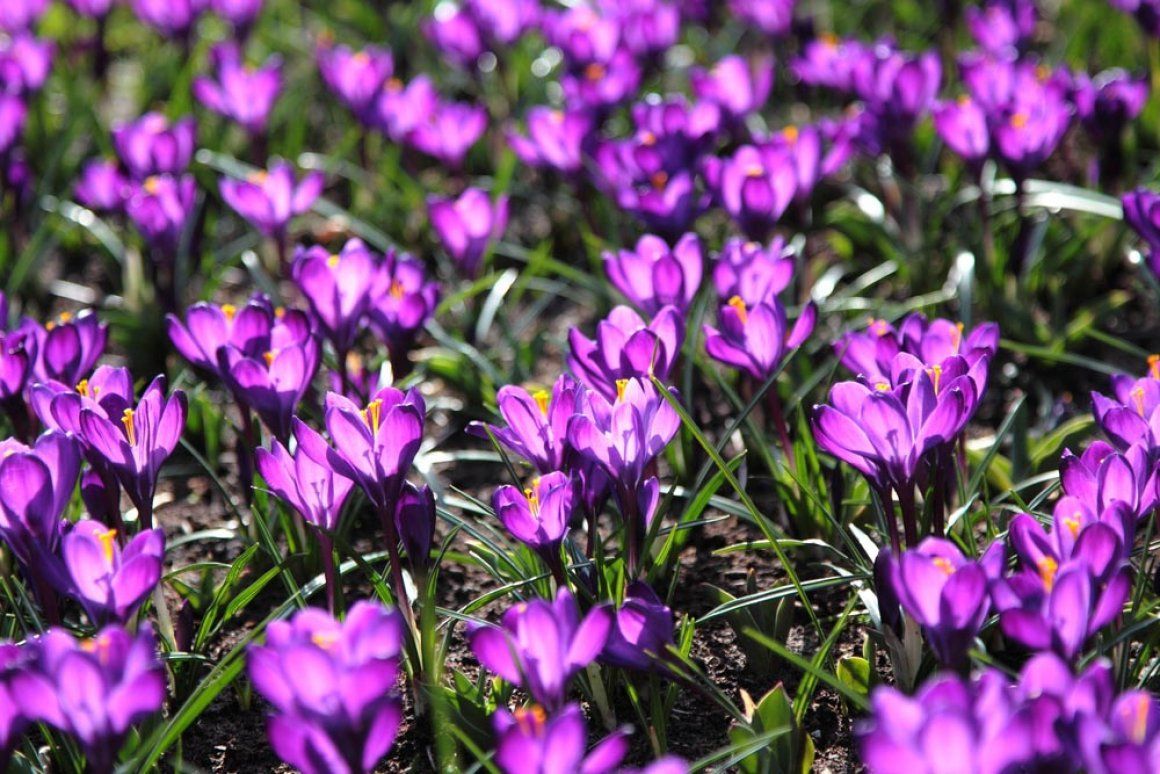 Flower 1