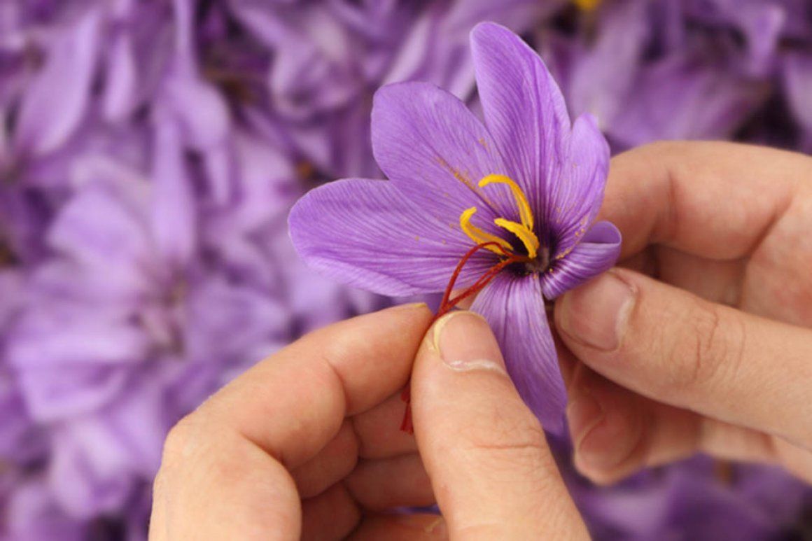 Flower 4